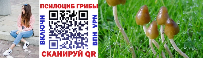 Галлюциногенные грибы MAGIC MUSHROOMS продажа наркотиков Каргат